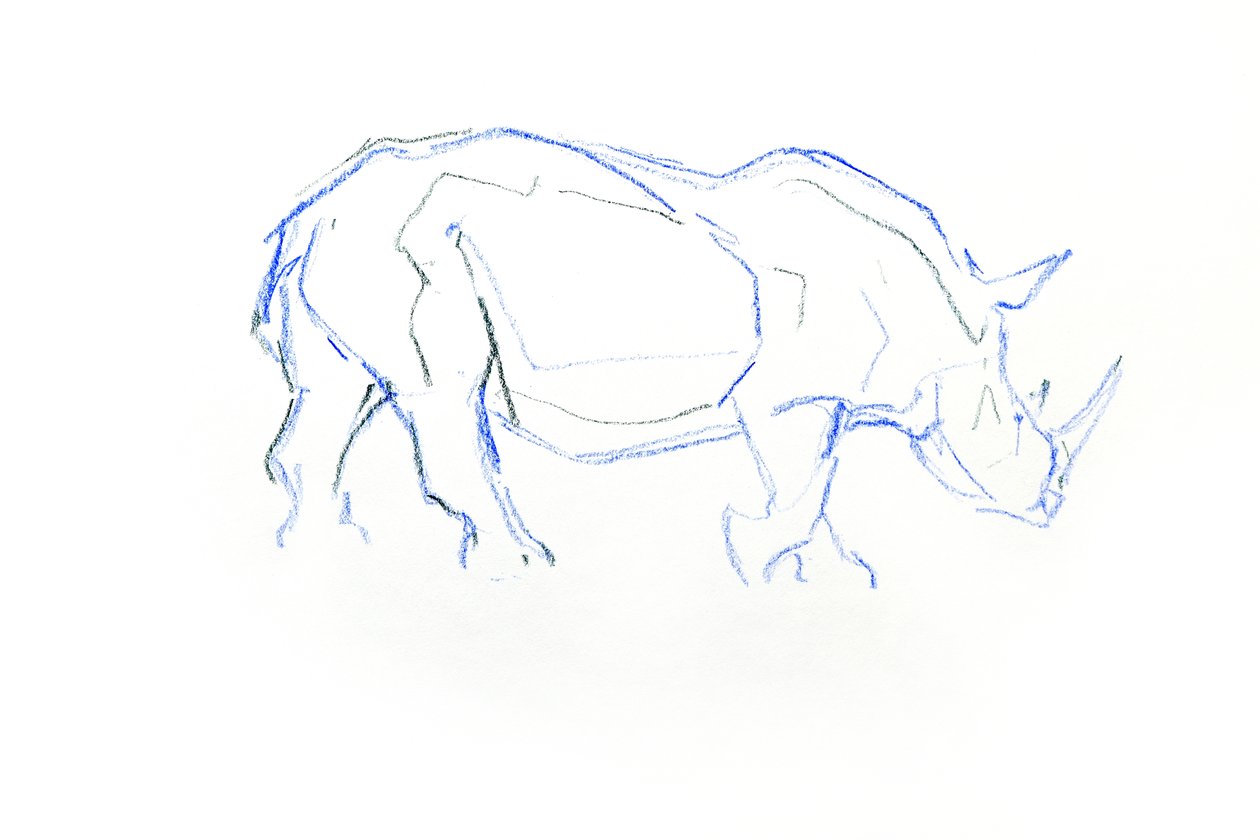 Witte neushoorn door David Mayer