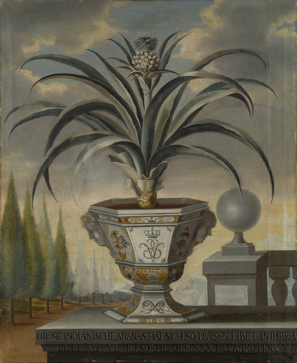 Ananasplant, 1729 door David von Coln