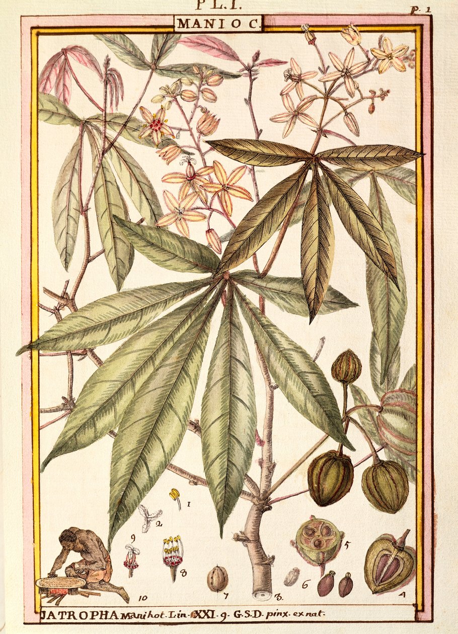 Cassave (Jatropha manihot), door Delahaye, aquarel door Delahaye Delahaye