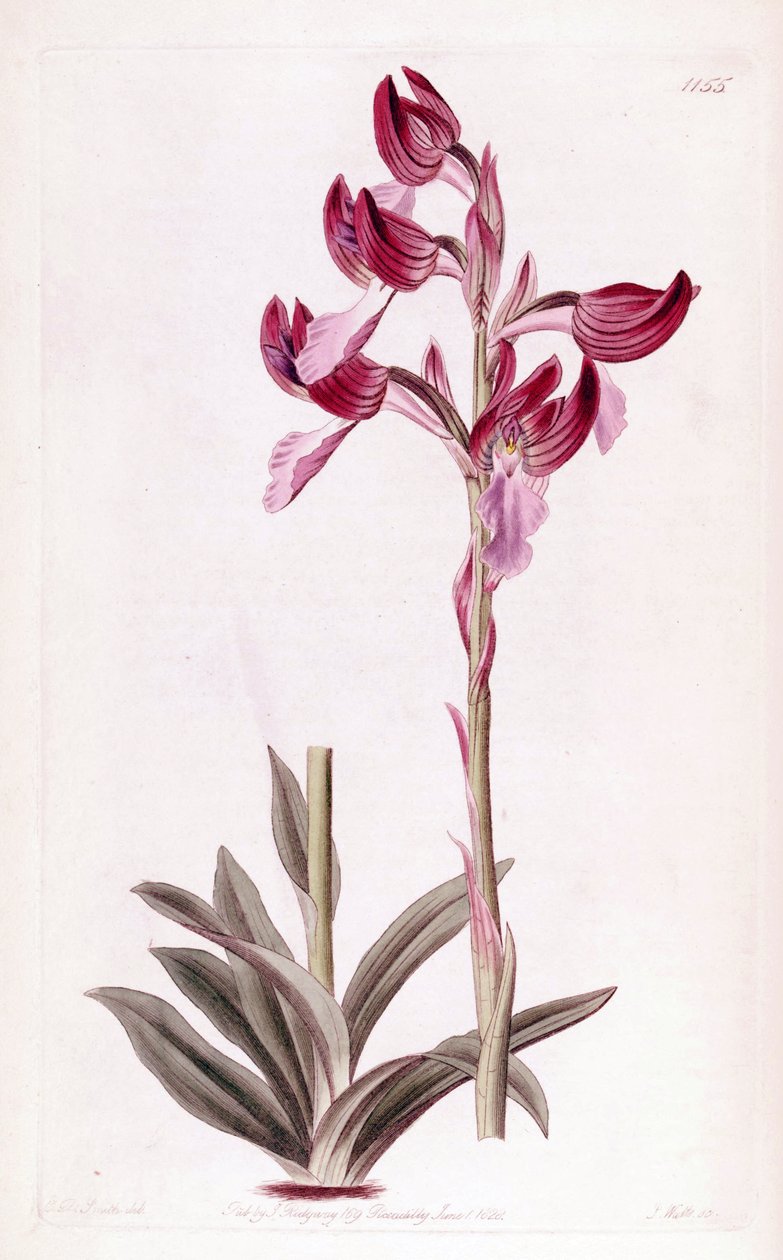 Illustratie van Anacamptis papilionacea door Designer