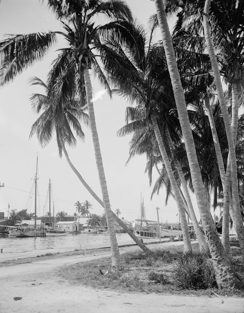 Kokosbomen langs de dokken, Miami, Florida, ca. 1900-15 door Detroit Publishing Co.