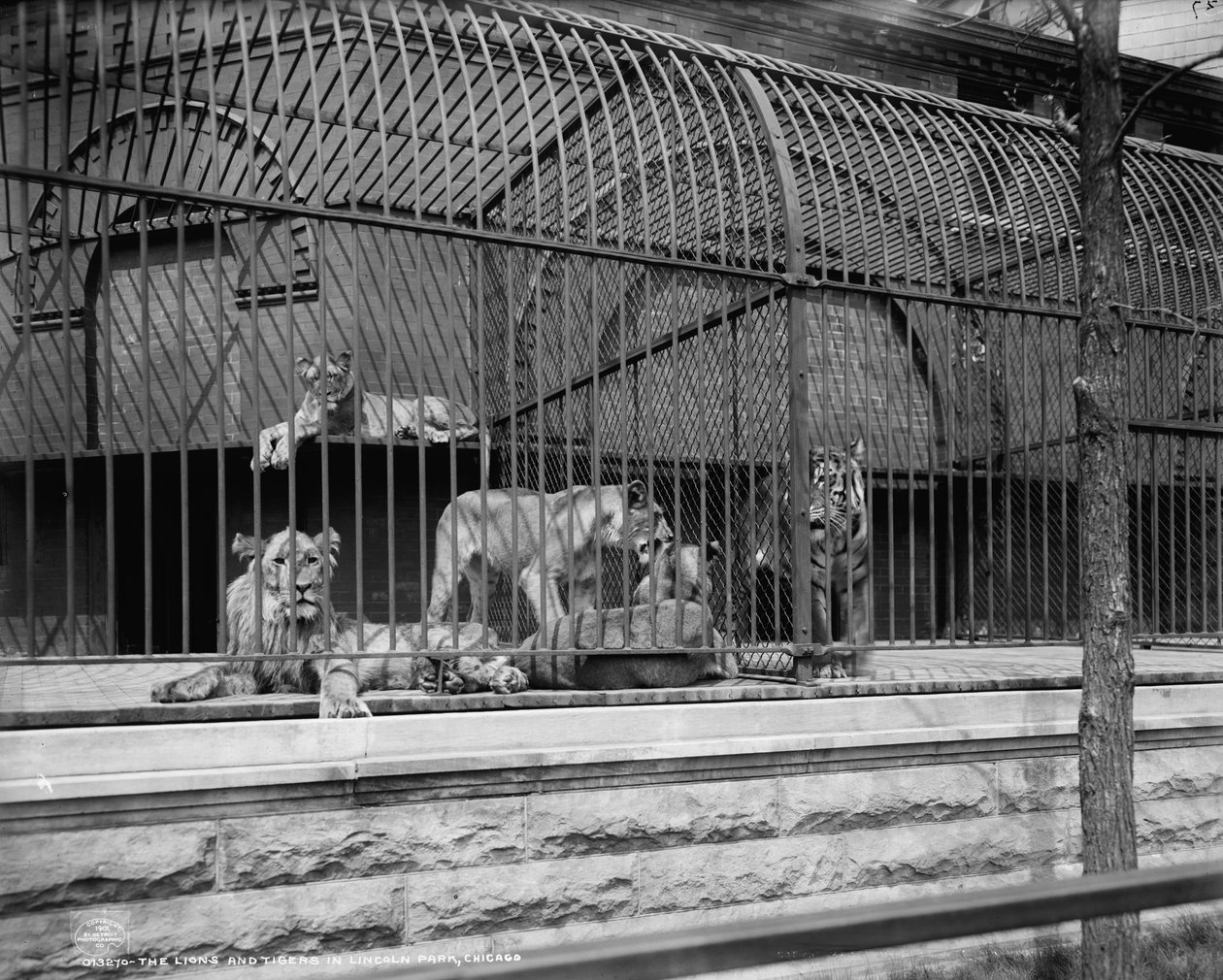 De leeuwen en tijgers in Lincoln Park, Chicago, ca. 1901 door Detroit Publishing Co.
