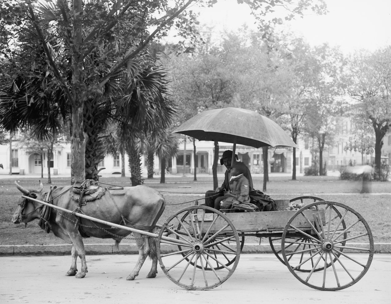Bovinmobile in Savannah, Georgia door Detroit Publishing Co.