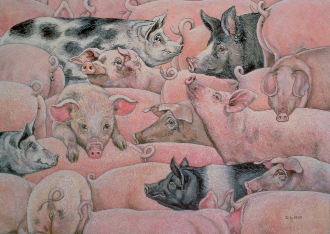 Varkens-Smeer door Ditz