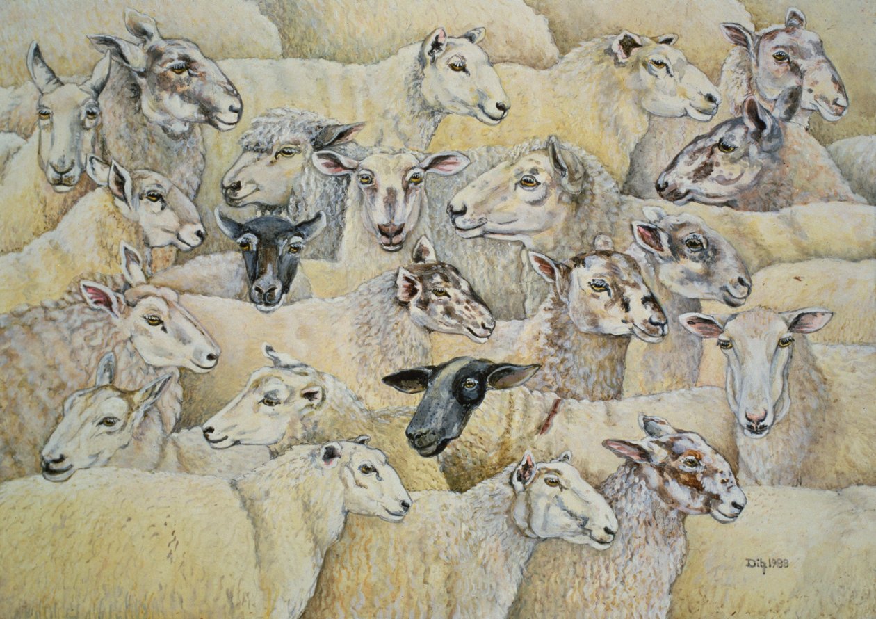 Schapen-Deken door Ditz
