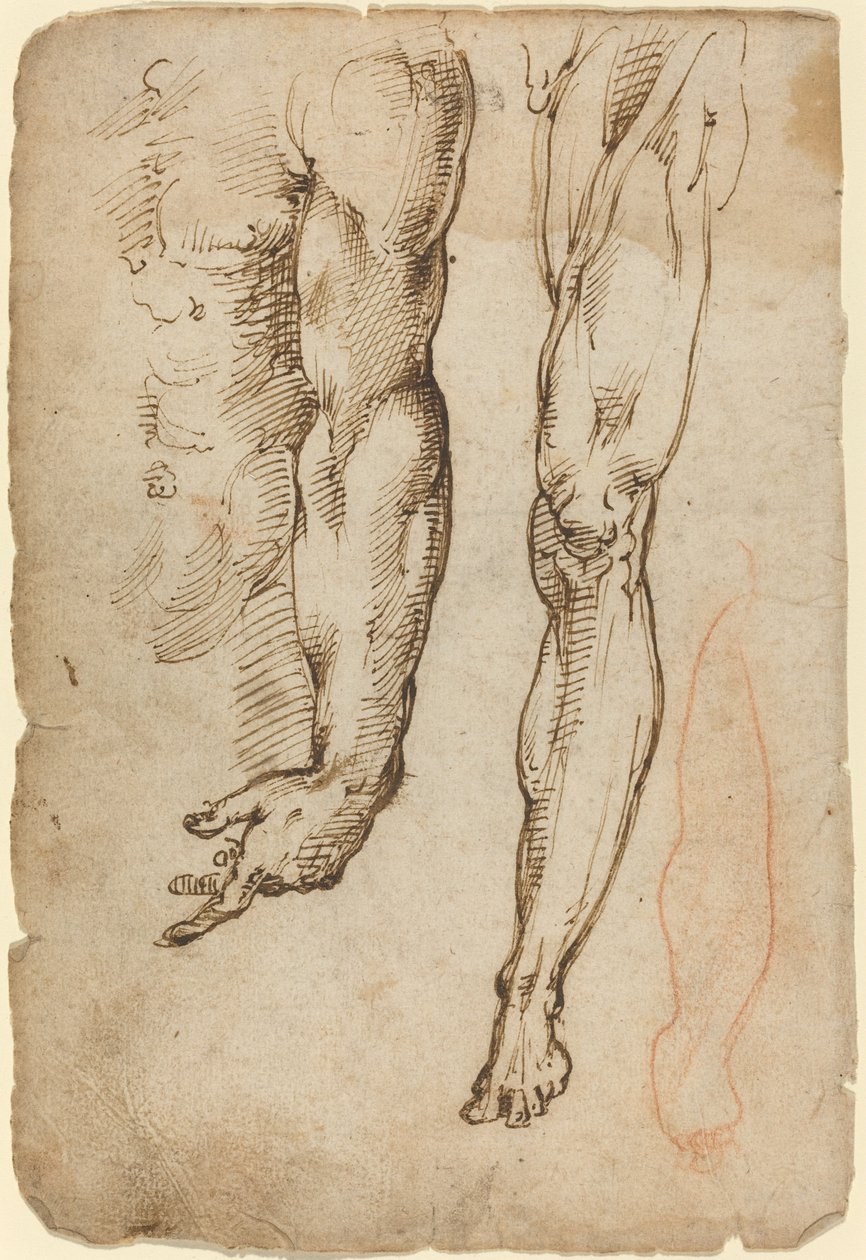 Anatomische Studies door Domenico Beccafumi