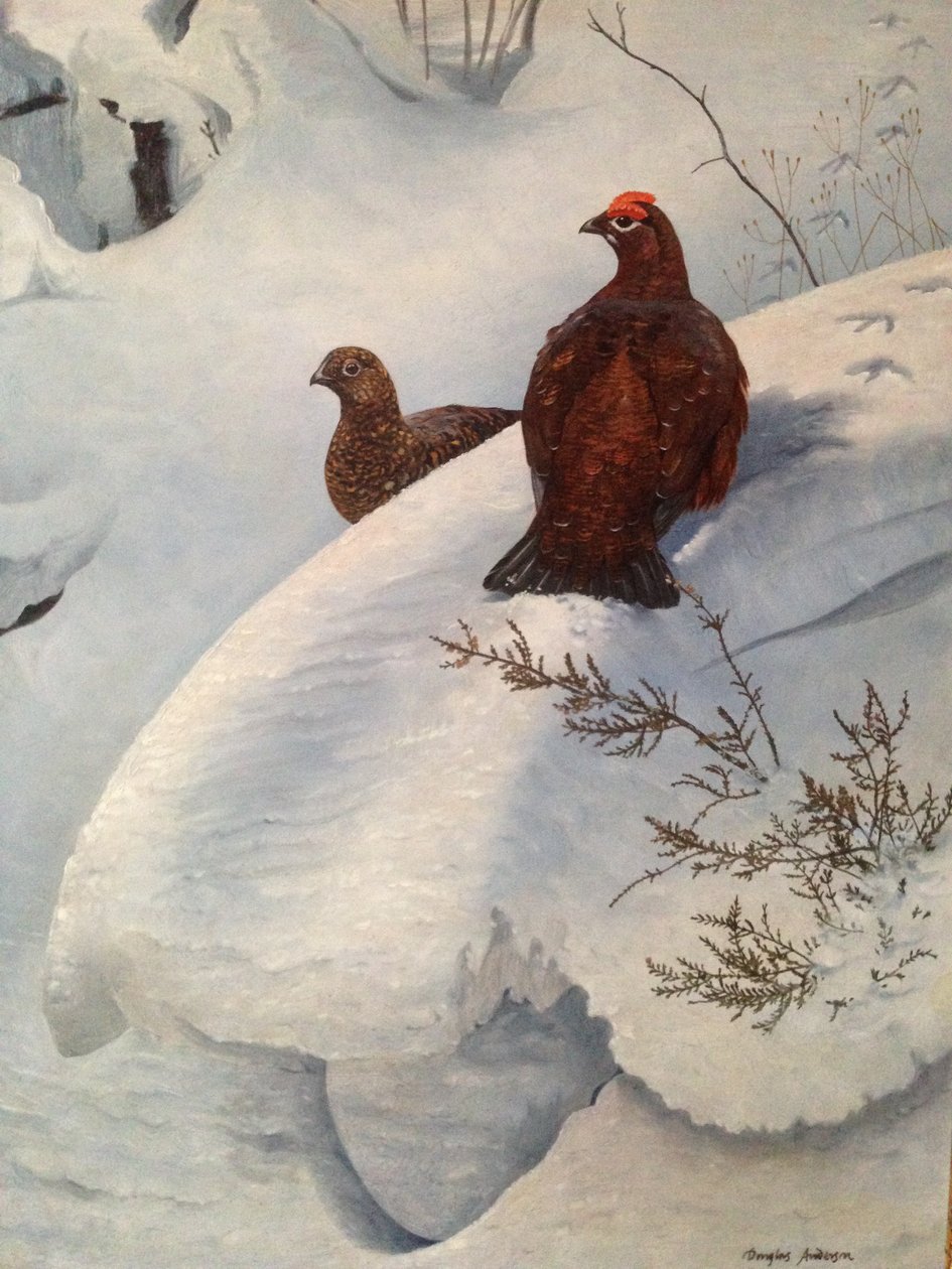 Korhoen in de sneeuw, ca.1985 (olieverf op doek) door Douglas Anderson
