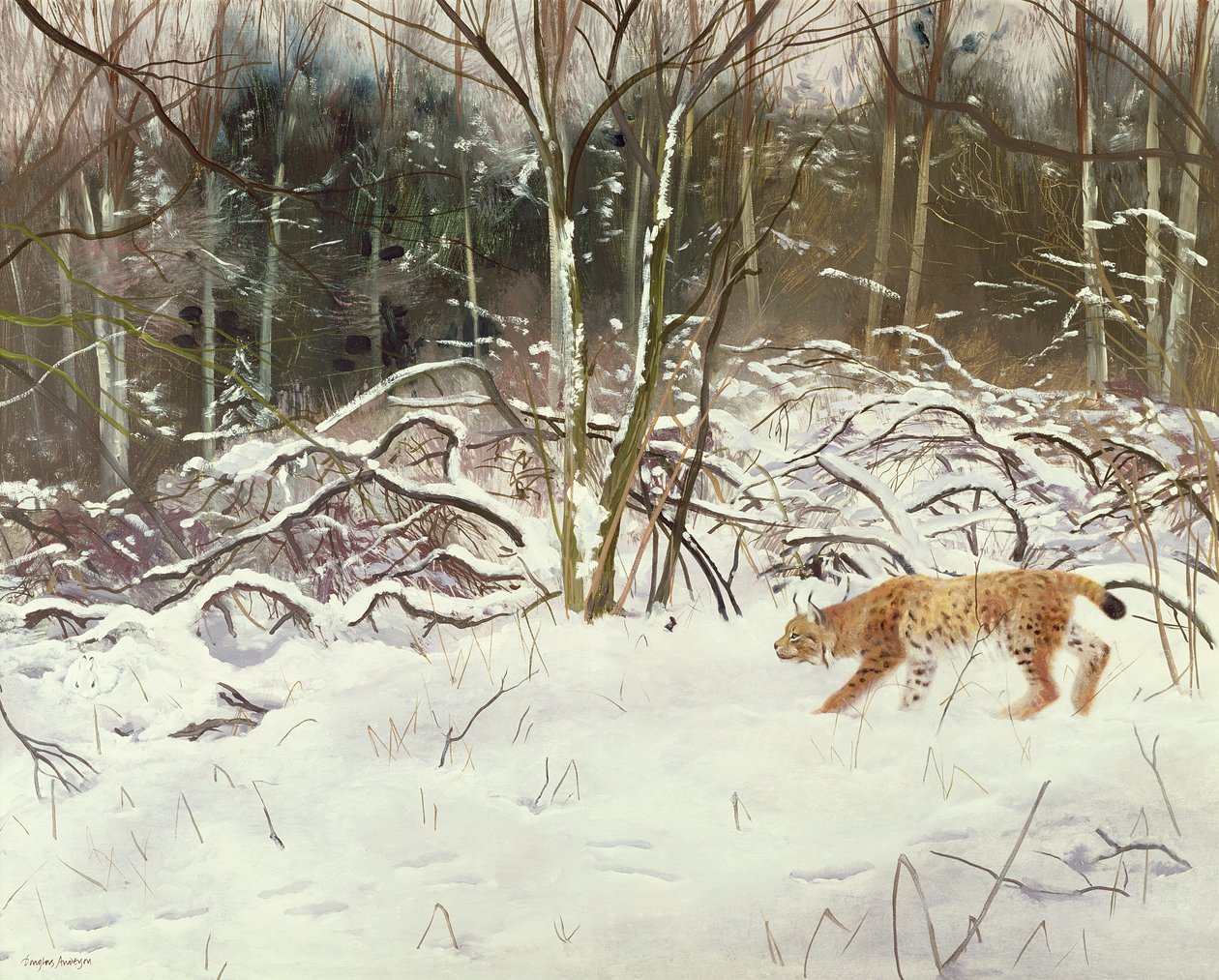 Lynx en haas door Douglas Anderson