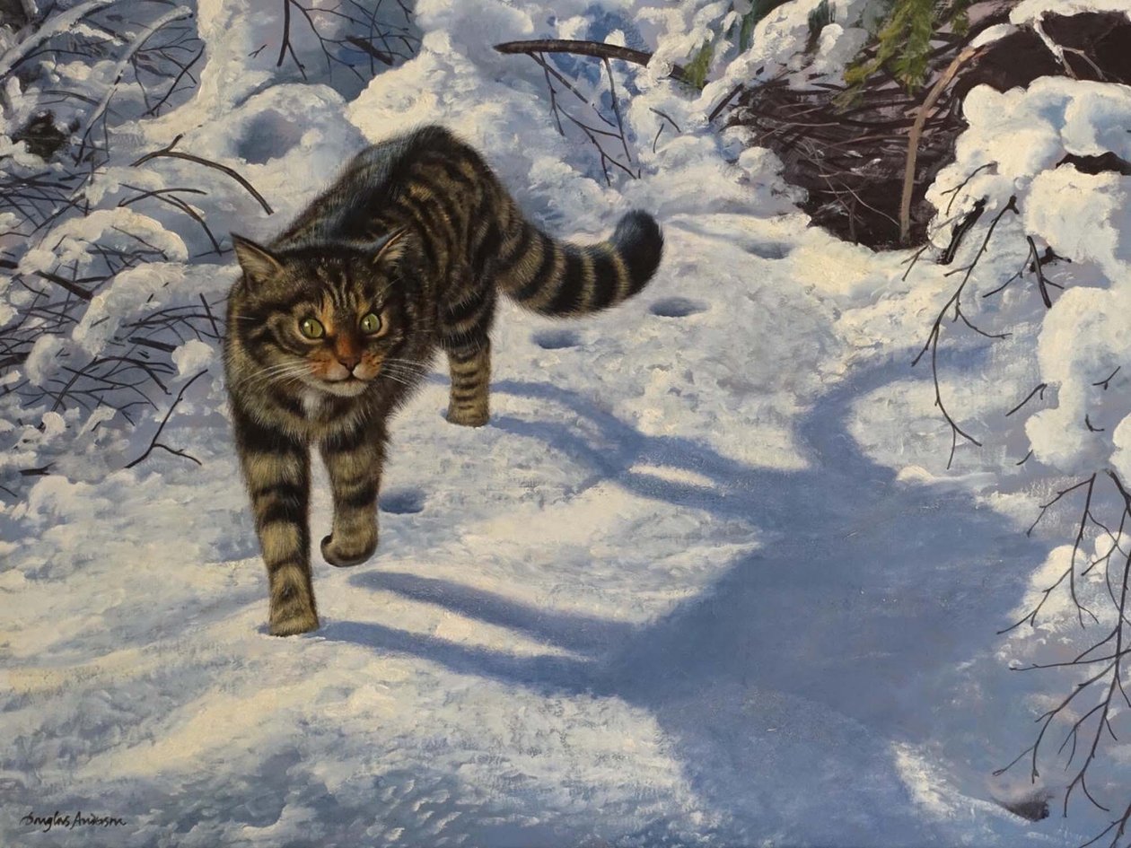 Schotse wilde kat (olieverf op doek) door Douglas Anderson