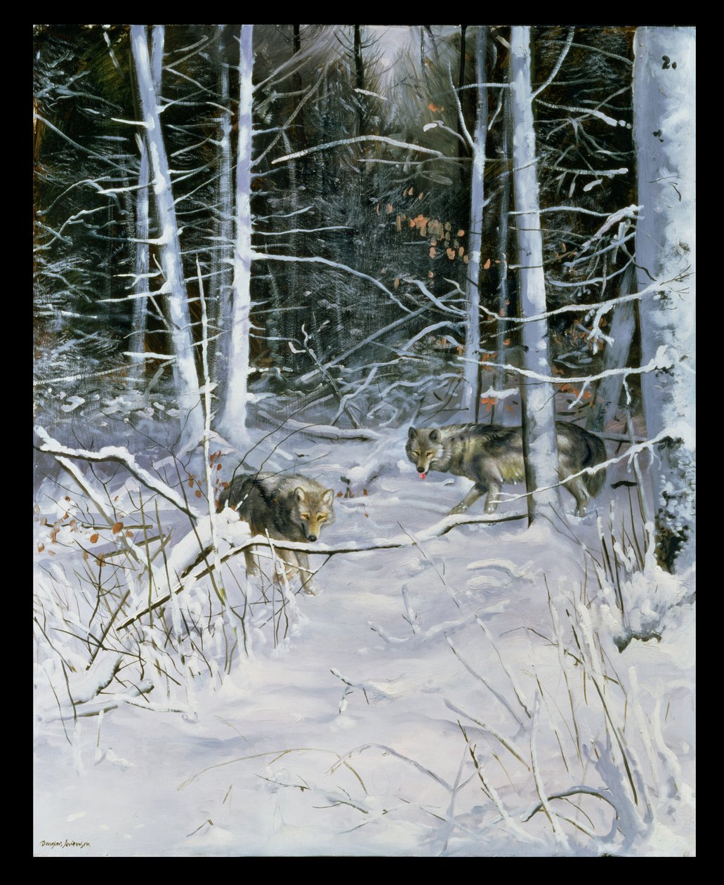 Wolven in een besneeuwd bos door Douglas Anderson