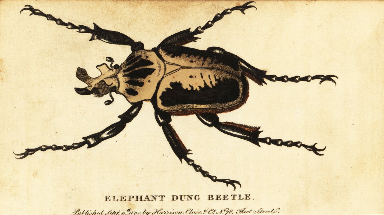 Koninklijke goliathkever, Goliathus regius door Dru Drury