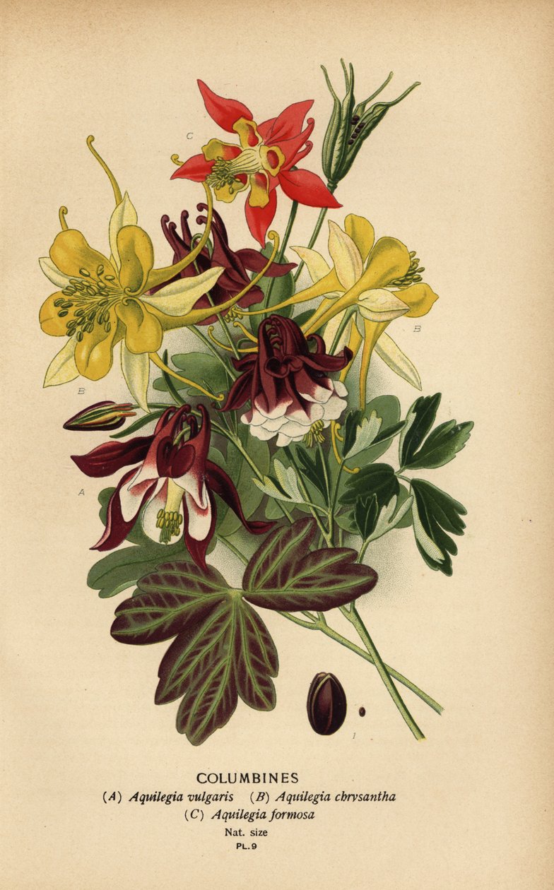 Akeleien, Aquilegia soorten door Désiré Georges Jean Marie Bois