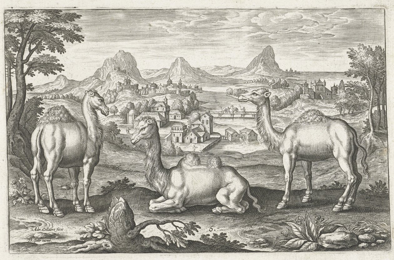 Drie kamelen, gegraveerd door Adriaen Collaert (ca. 1560-1618) door Dutch School