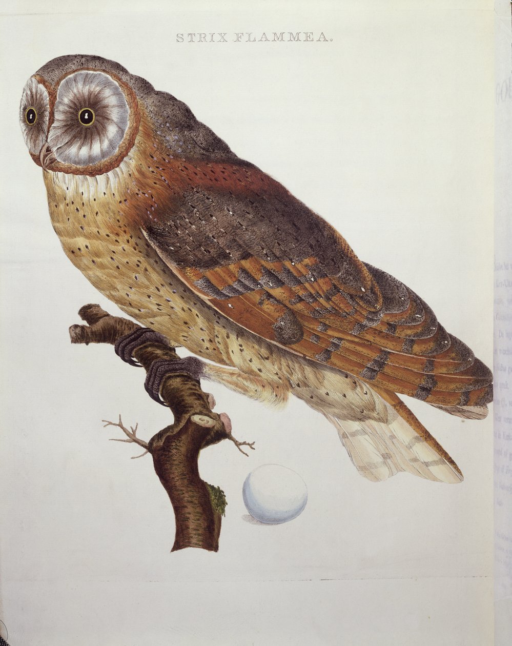 Kerkuil (Strix Flammea) 1796 door Dutch School