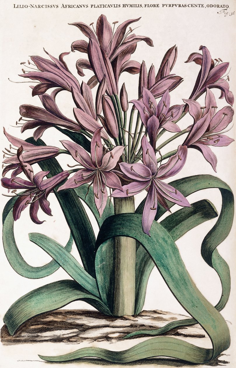 Lillio-Narcissus, 1697-1701 door Dutch School