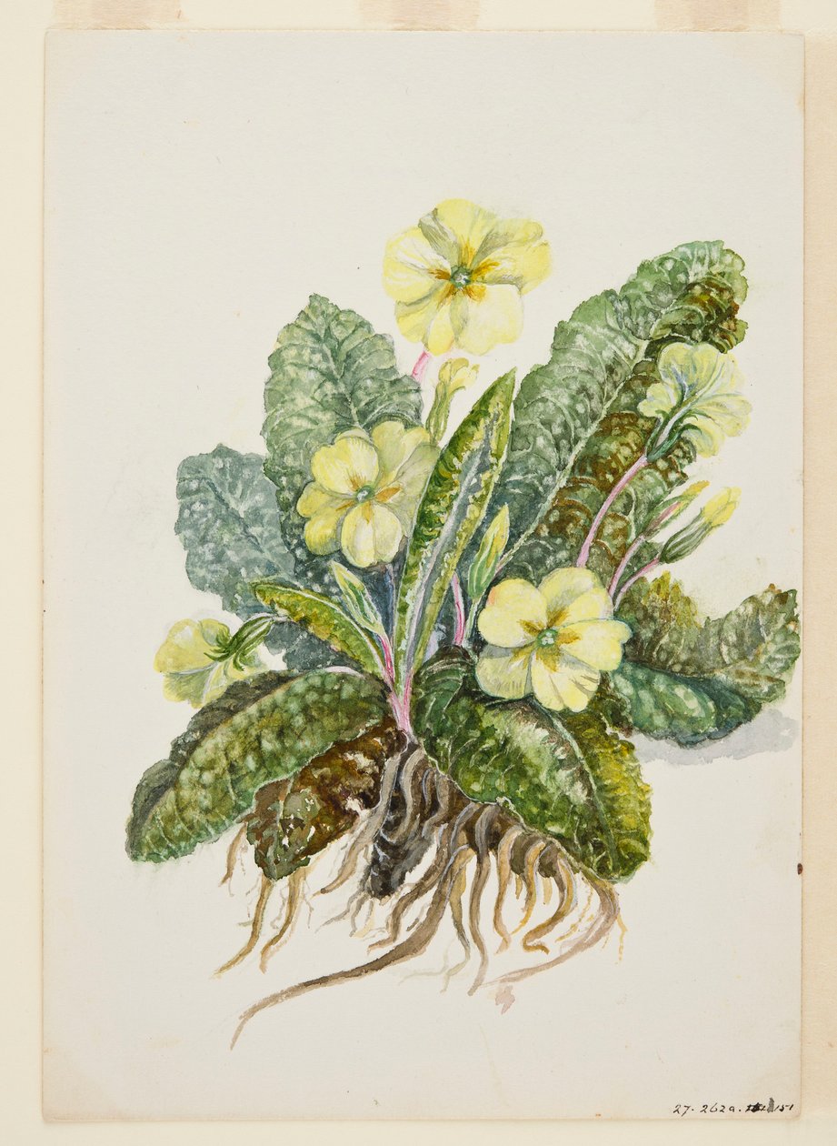 Primula vulgaris Huds Sleutelbloem, ca. 1920s door EF Crowley