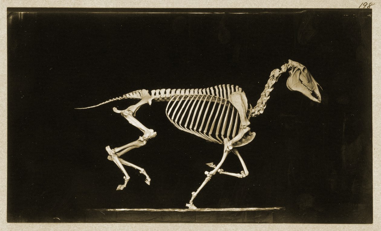 Skelet van een Rennend Paard door Eadweard Muybridge