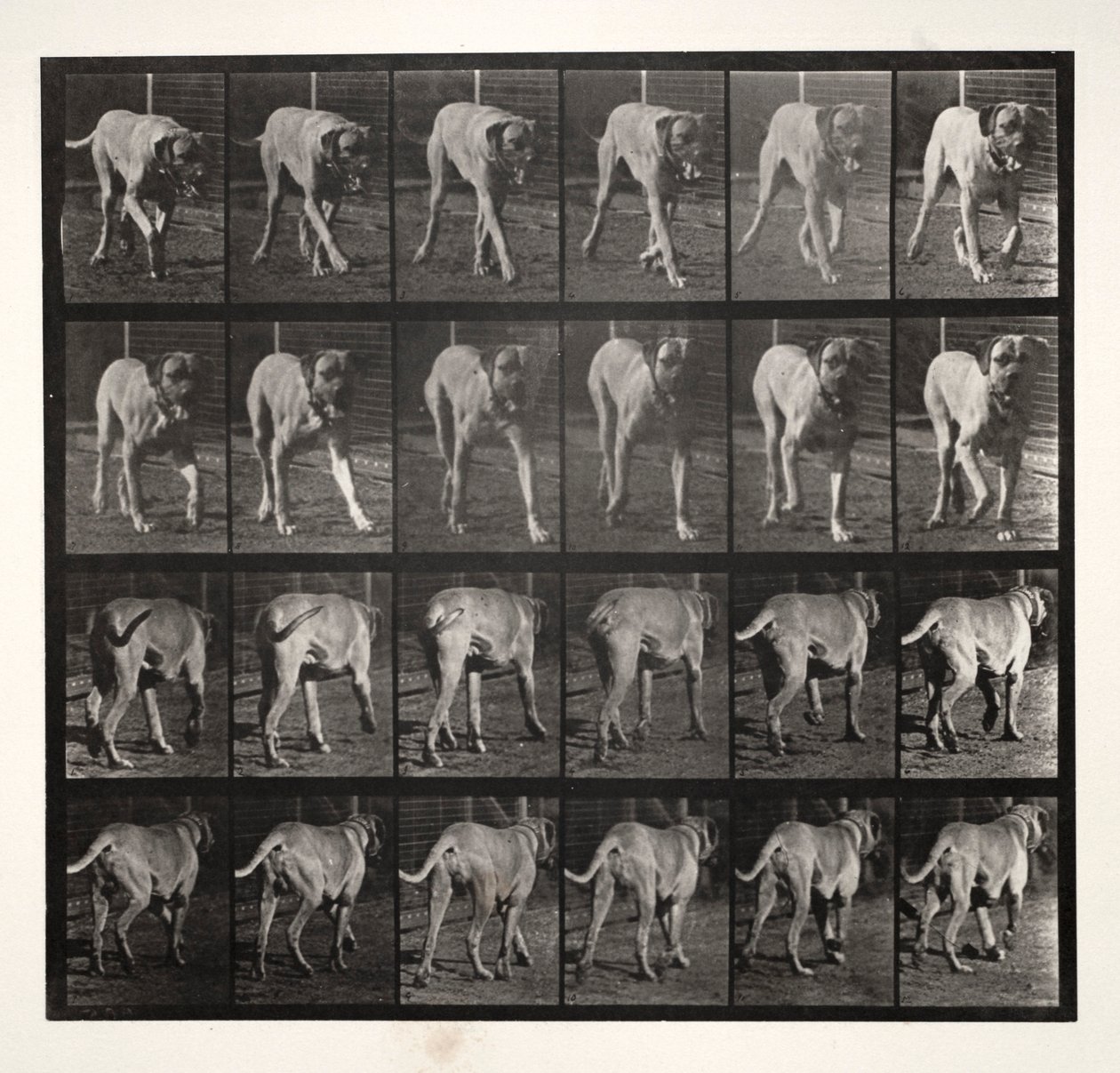 Dread Trotting, 1887 door Eadweard Muybridge