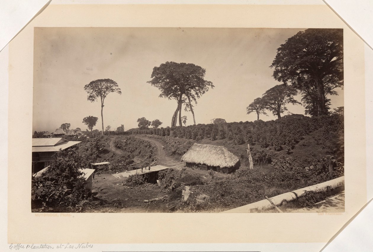 Koffieplantage bij Las Nubes, Guatemala door Eadweard Muybridge