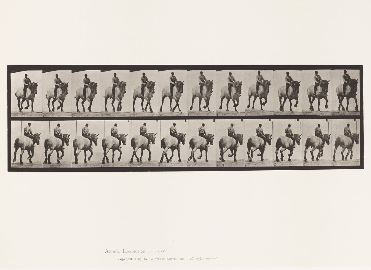 Plaat 599. Draven; Zonder Zadel; Donkergrijs Paard Dusel door Eadweard Muybridge