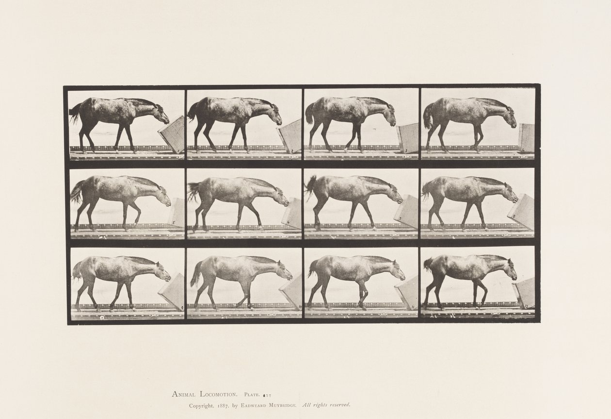 Plaat 657. Een doos rollen; Pony, Lotta door Eadweard Muybridge