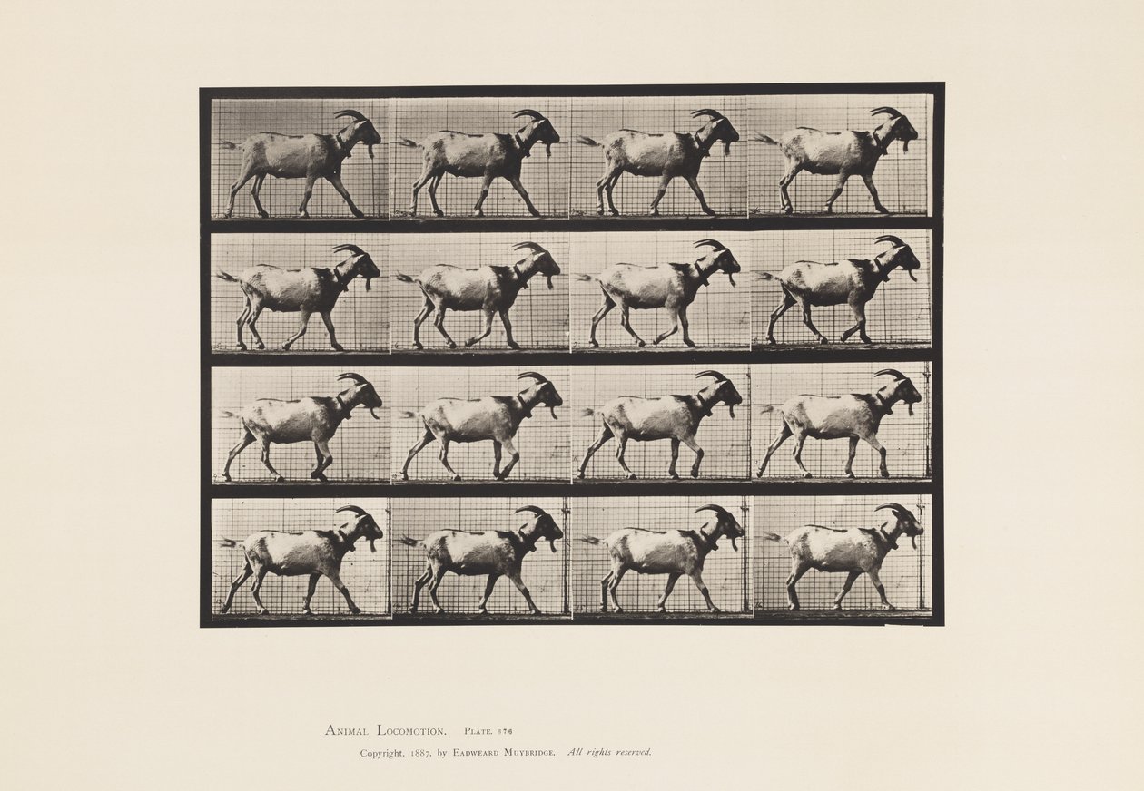 Plaat 676. Geit; Lopen door Eadweard Muybridge