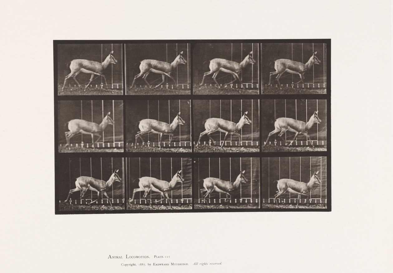 Plaat 697. Antilope; Dravend door Eadweard Muybridge