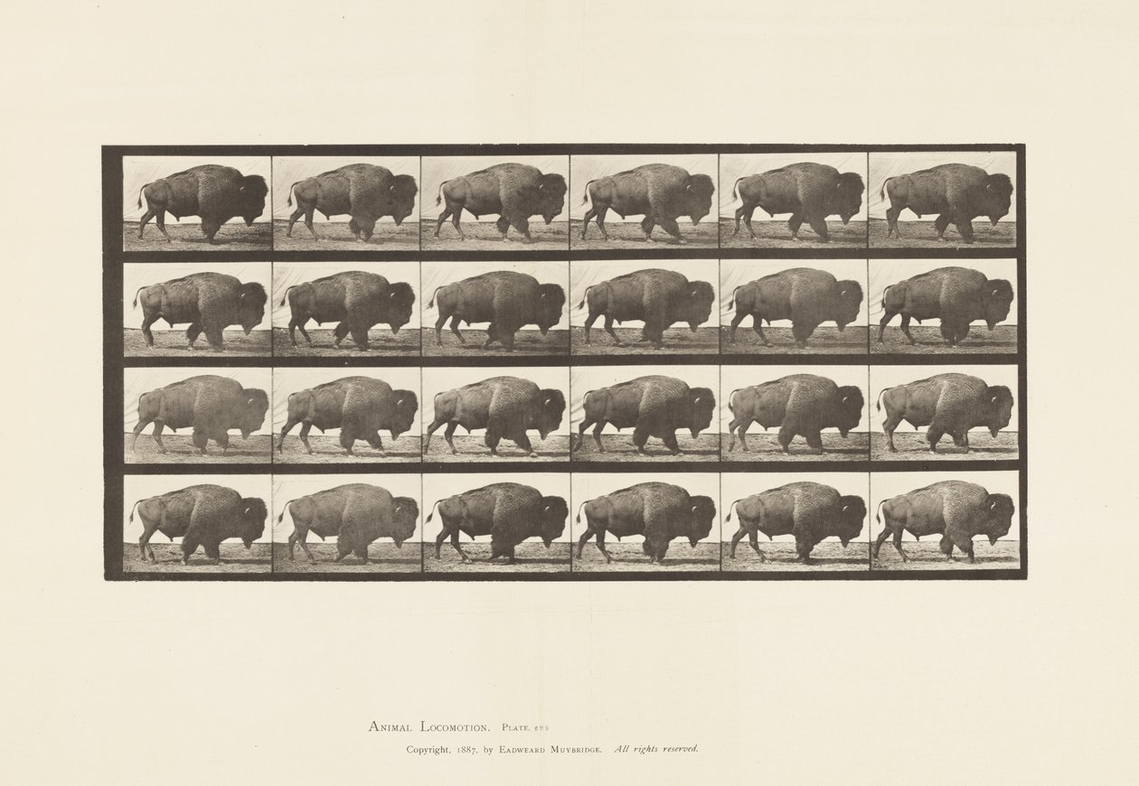 Plaat 699. Buffel; Lopen door Eadweard Muybridge