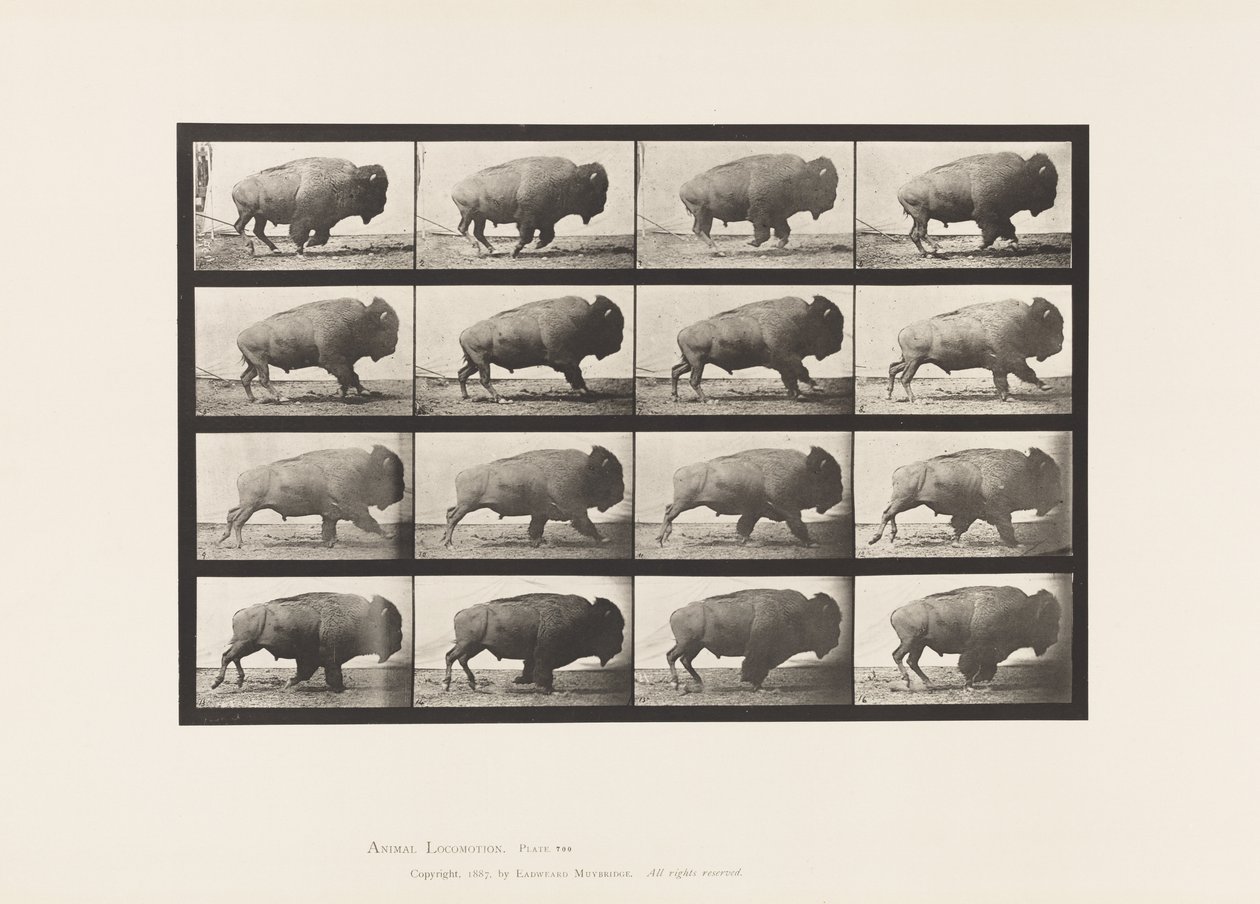 Plaat 700. Buffel; Galloperen door Eadweard Muybridge