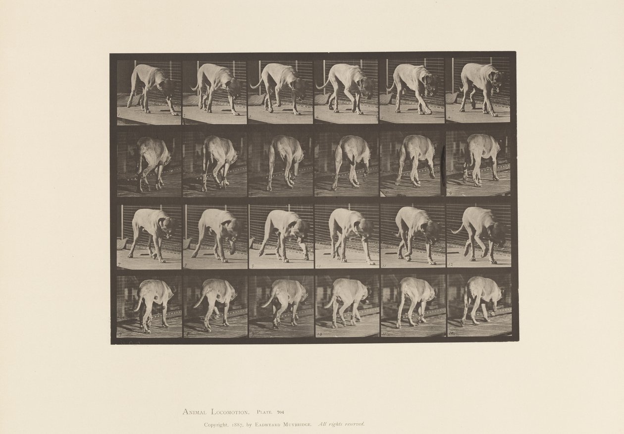 Plaat 704. Hond; Lopen; Mastiff door Eadweard Muybridge
