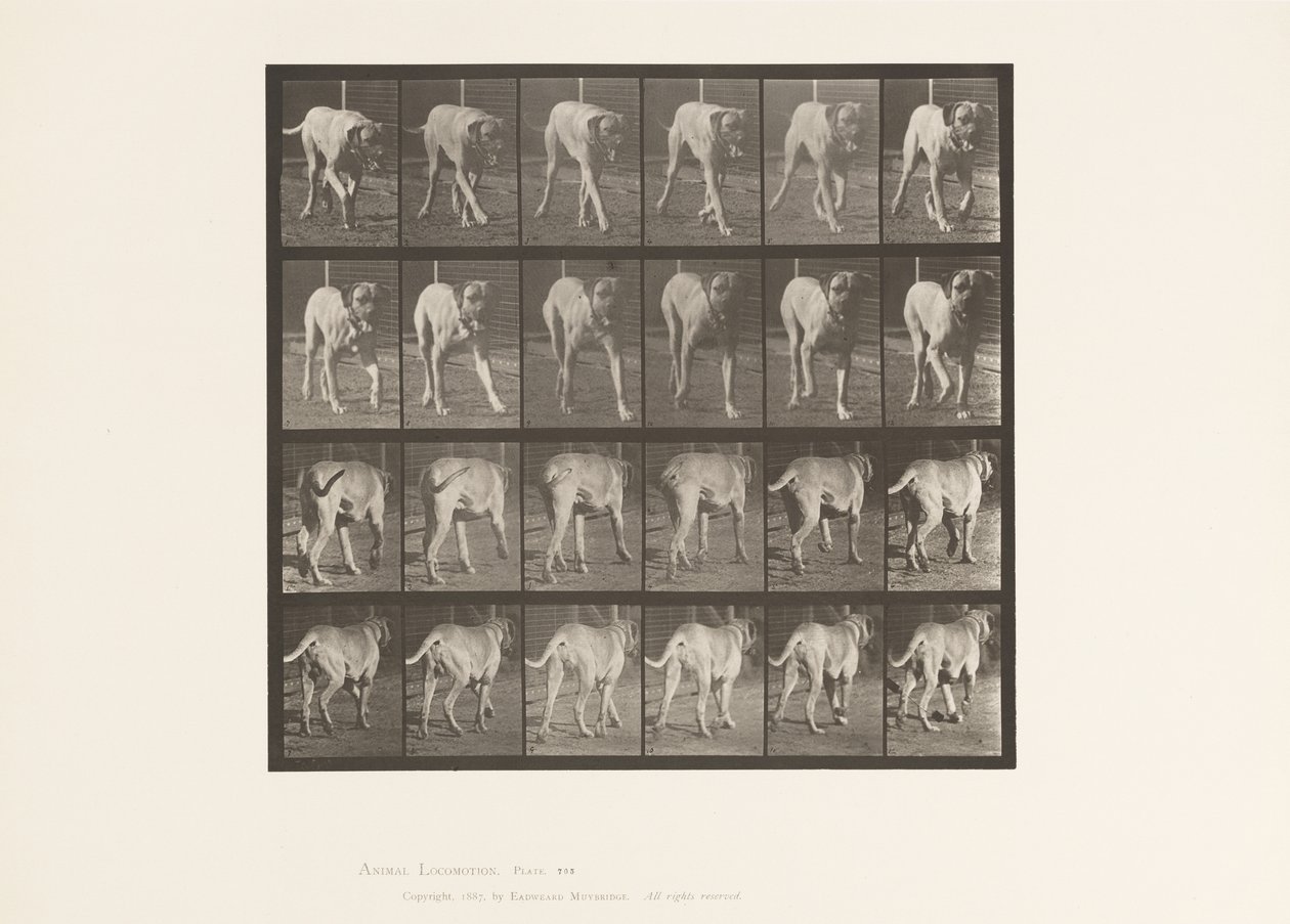 Plaat 705. Hond; Draven; Mastiff door Eadweard Muybridge