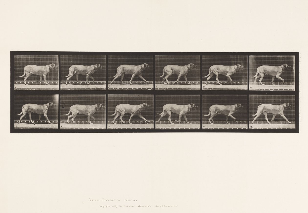 Plaat 706. Hond; Dravend; Mastiff door Eadweard Muybridge