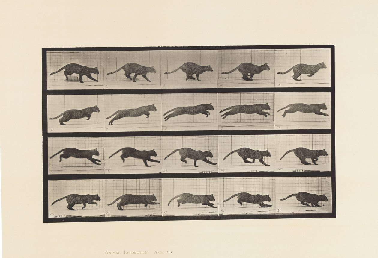 Plaat 719. Kat; Galopperend door Eadweard Muybridge