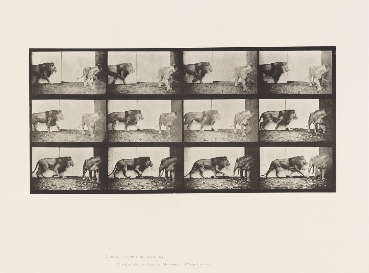 Plaat 726. Leeuw en Leeuwin; Lopend door Eadweard Muybridge