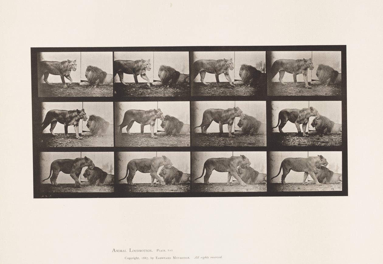 Plaat 727. Leeuwin; Lopend; Leeuw; Liggend door Eadweard Muybridge