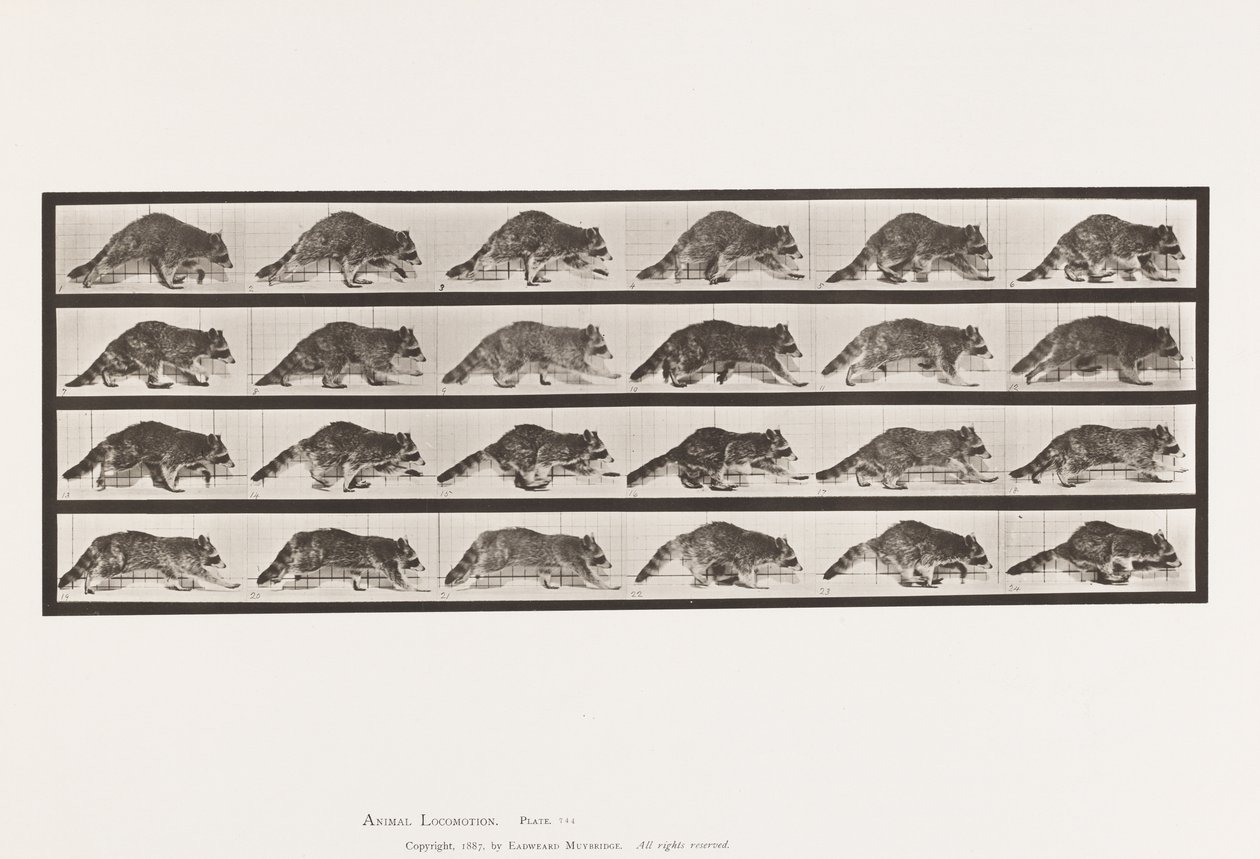 Plaat 744. Wasbeer; Lopend; Overgaand naar Galopperen door Eadweard Muybridge