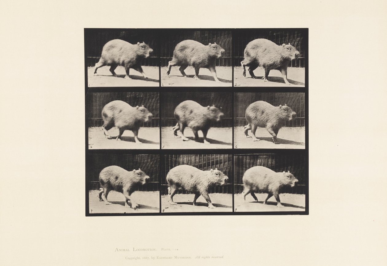 Plaat 746. Capibara; Lopend door Eadweard Muybridge