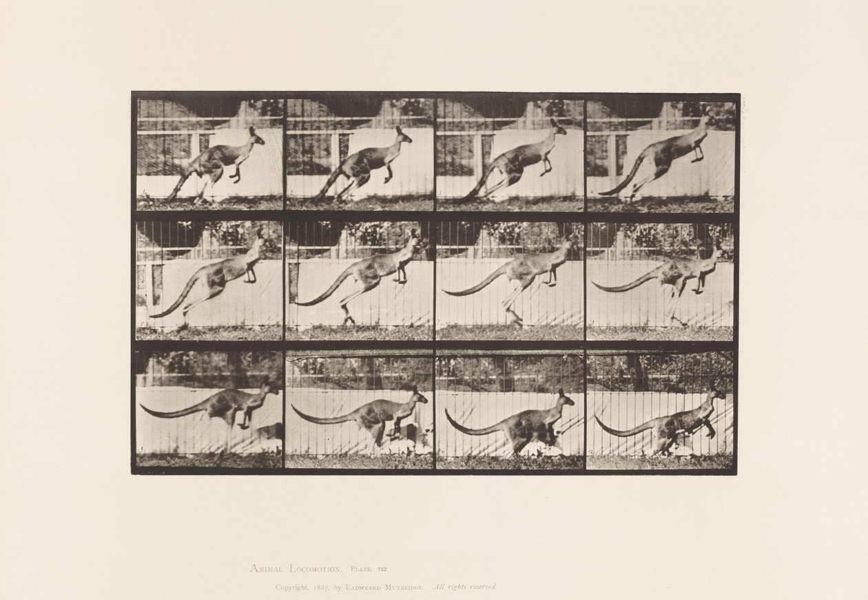 Plaat 752. Kangoeroe; Springend door Eadweard Muybridge