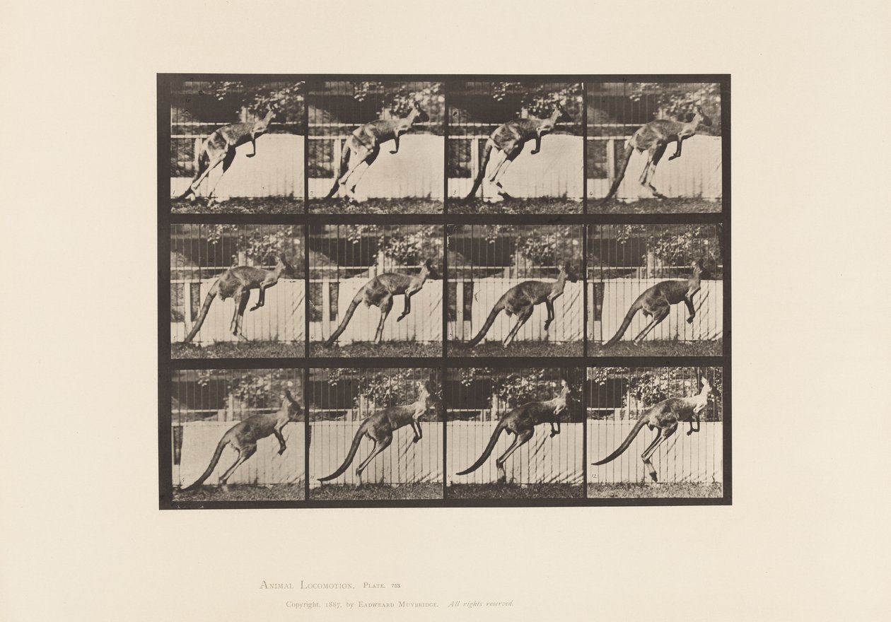 Plaat 753. Kangoeroe; Springend door Eadweard Muybridge