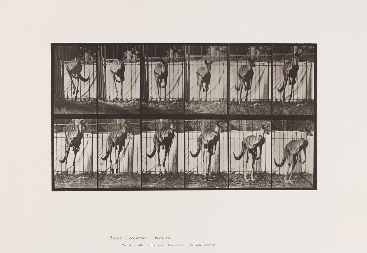 Plaat 754. Kangoeroe; Springend door Eadweard Muybridge