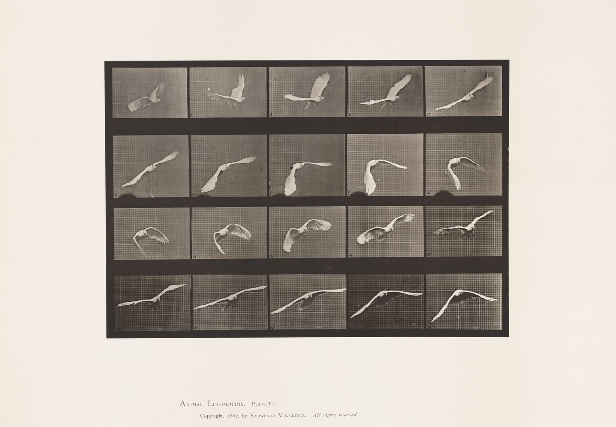 Plaat 760. Kaketoe; Vliegend door Eadweard Muybridge