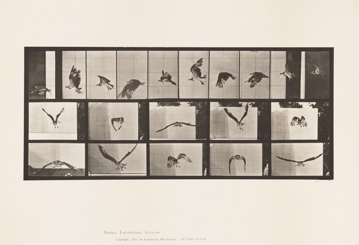 Plaat 764. Visarend; Vliegend door Eadweard Muybridge