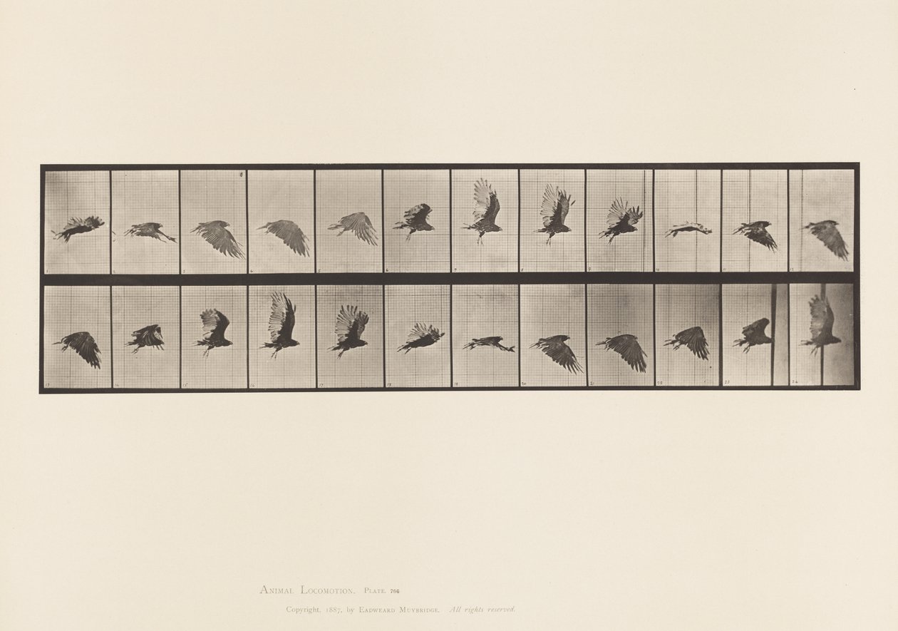Plaat 766. Gier; Vliegend door Eadweard Muybridge