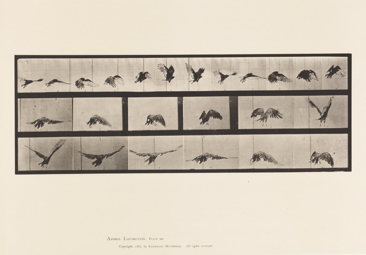 Plaat 768. Gier; Vliegen door Eadweard Muybridge