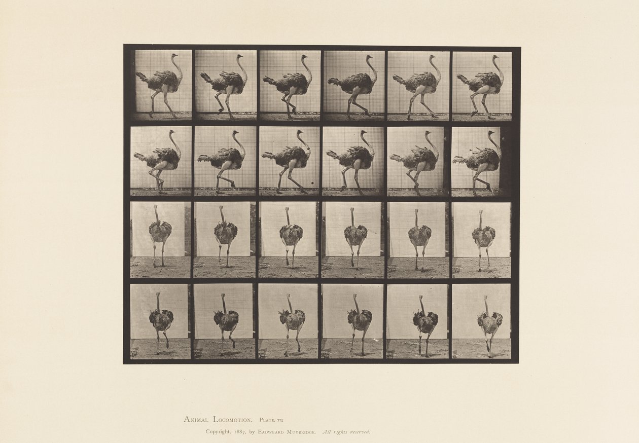 Plaat 772. Struisvogel; Lopend door Eadweard Muybridge