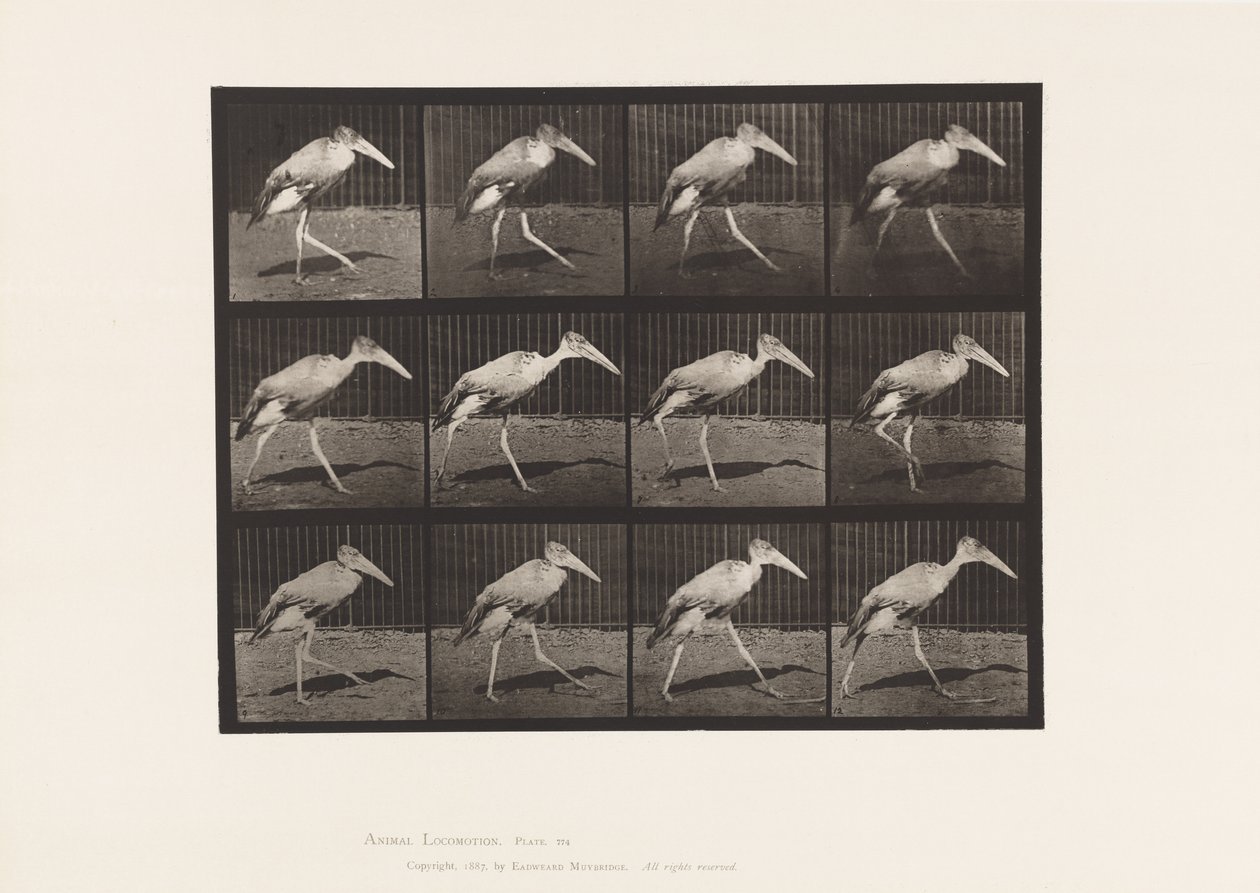 Plaat 774. Adjudant; Lopend door Eadweard Muybridge