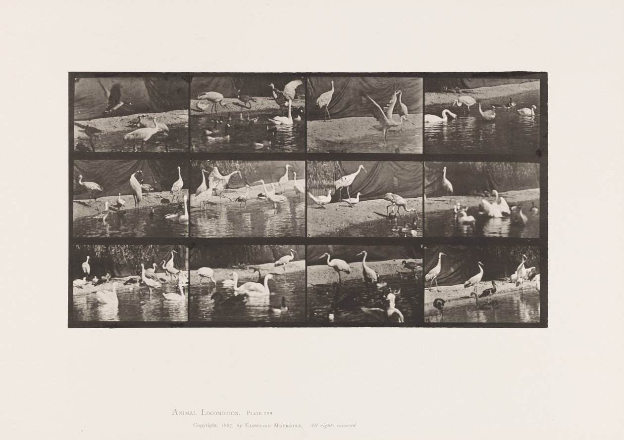 Plaat 780. Ooievaars; Zwanen, enz. door Eadweard Muybridge