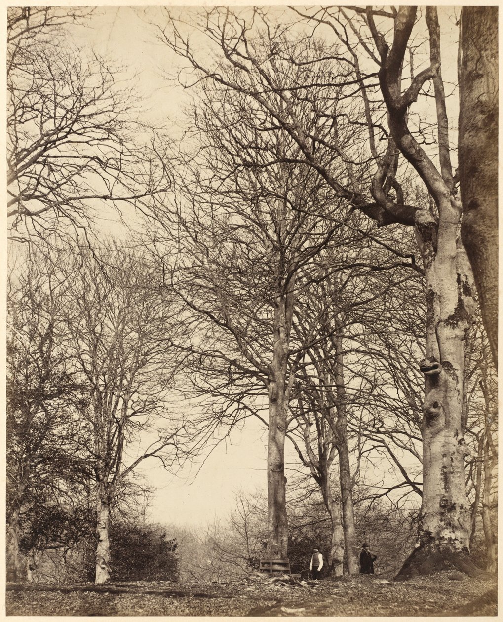 De beuk van koningin Adelaide,1864 (foto) door Earl of Caithness