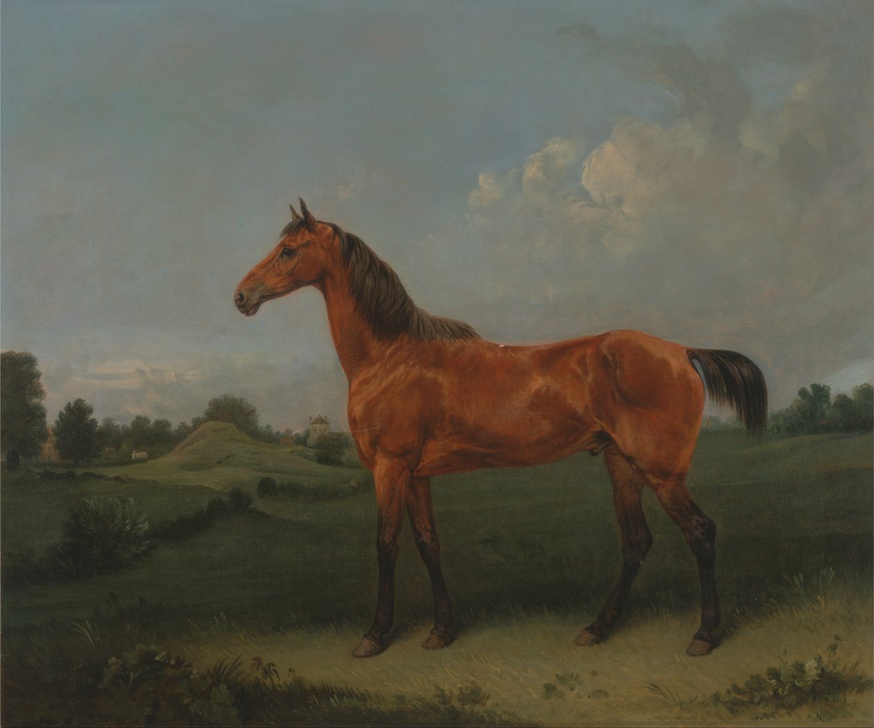 Een Bruin Paard in een Veld door Edmund Bristow