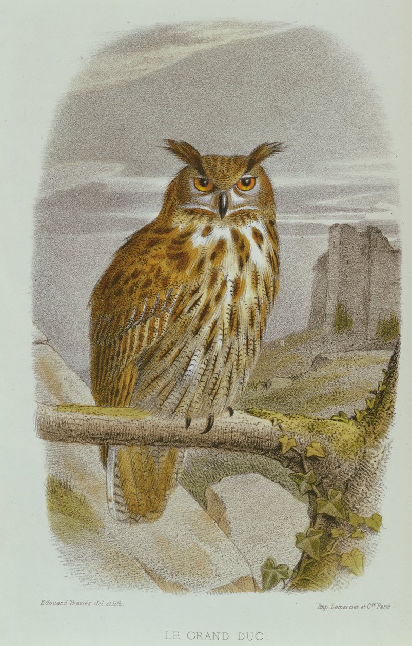 Euraziatische Oehoe (Bubo Bubo) door Edouard Travies